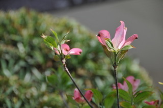 DSC_0347.jpg