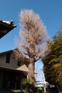 P2167604.jpg