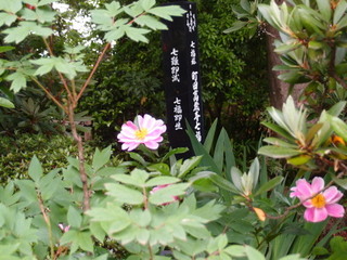 P5159346.jpg