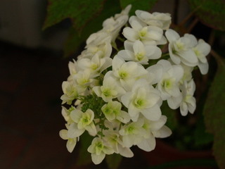 P5259936.jpg