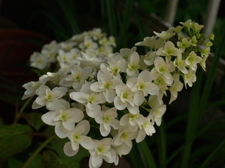 P5259938.jpg
