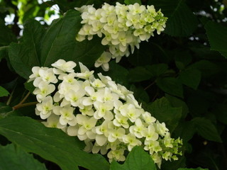 P5259947.jpg