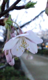 120315_1752~010001.jpg