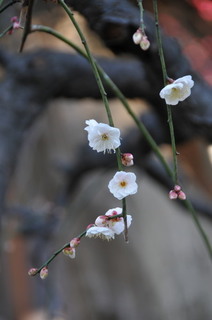 DSC_0023.jpg