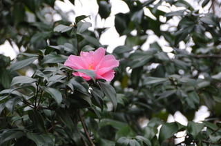 DSC_0128.jpg