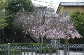 DSC_0217.jpg