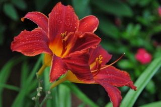 DSC_0502.jpg