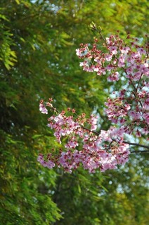 DSC_9239.JPG