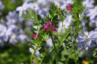 DSC_9259.JPG