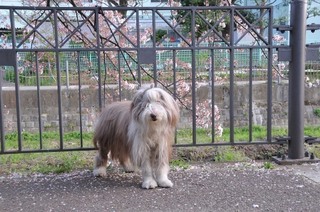 DSC_9531.JPG