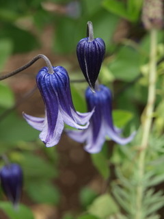 P1018182.jpg