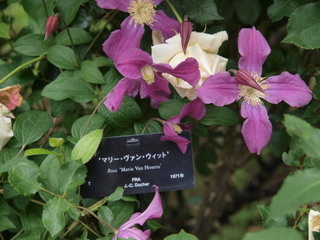 P1018190.jpg