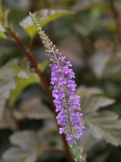 P1018193.jpg