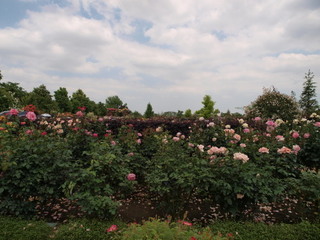 P1018210.jpg
