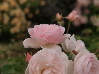 P1018214.jpg