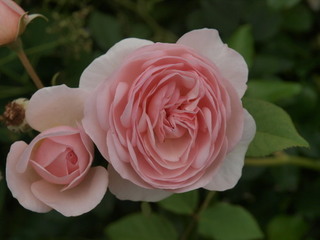 P1018215.jpg