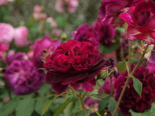 P1018221.jpg