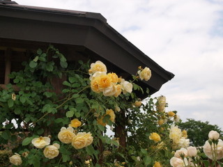 P1018222.jpg