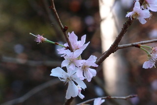 P1023051.jpg