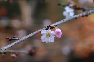 P1023054.jpg