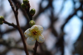 P1053187.jpg