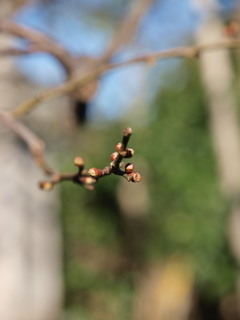 P1100214.jpg