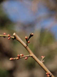 P1100215.jpg