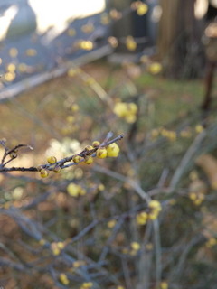 P1100254.jpg