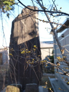P1100256.jpg