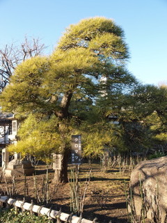 P1100275.jpg