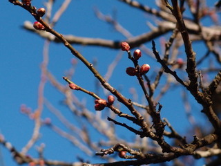 P1130553.jpg