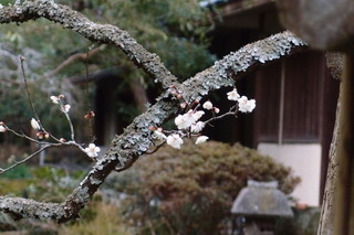 P2053774.jpg