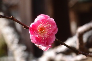 P2073906.jpg