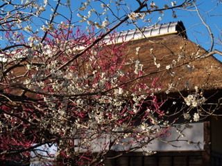 P2182042.jpg