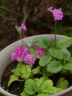 P2191347.jpg