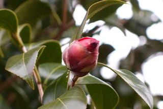 P2247726.jpg