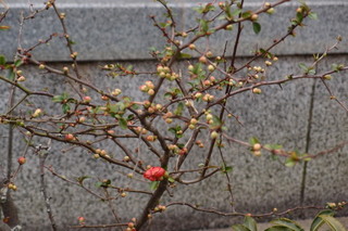 P2247760.jpg
