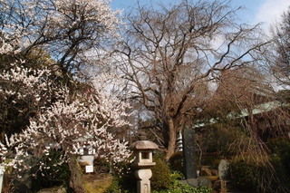 P2284357.jpg