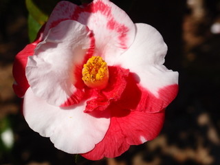 P3120780.jpg