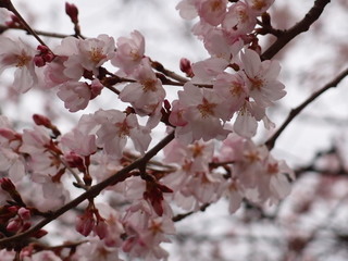 P3150796.jpg