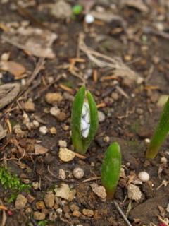 P3299492.jpg