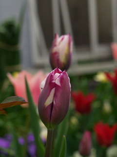 P4029595.jpg