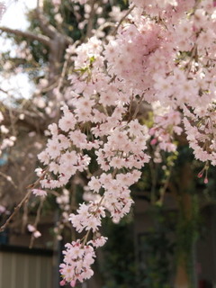 P4030838.jpg