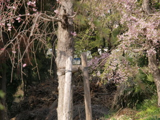 P4030884.jpg