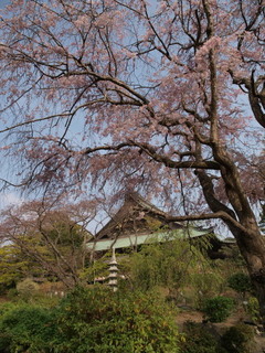 P4030945.jpg