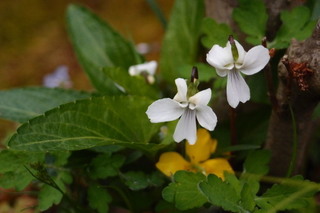 P4044635.jpg