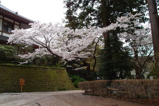P4044679.jpg