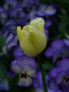 P4161745.jpg