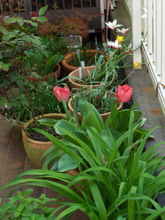 P4161773.jpg