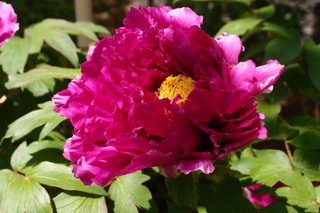 P4194910.jpg